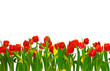 Tulpen freigestellt Tulpen freigestellt