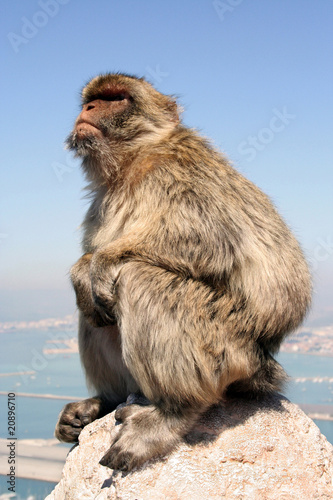 Singe magot
