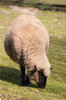 Schaf