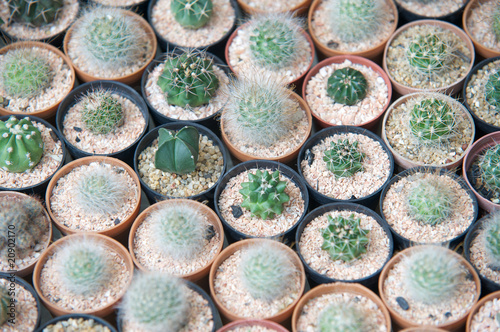 Photo: Array of small succulents in tiny pots Array of small succulents in tiny pots