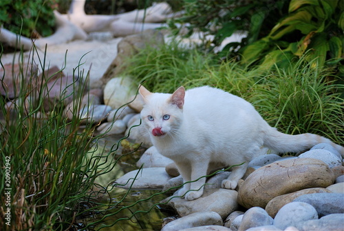 Chat