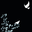 peace birds vector