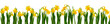 Daffodils