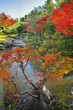 妙心寺退蔵院　紅葉