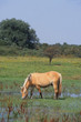 Un poney fjord qui boit dans un pré marécageux