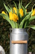 Tulpen in der Milchkanne Tulpen in der Milchkanne