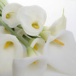 Lirios Blancos