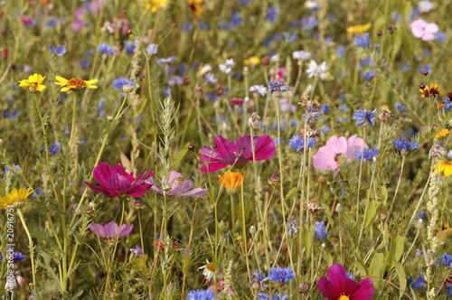 Foto: Blumenvielfalt Blumenvielfalt