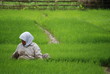 Repiquage du riz, Indonesie