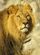 King Lion