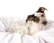 Hello Jack Russell
