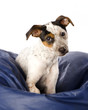 Jack Russell in Blue