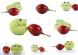 Couple de chayotte et tamarillo Couple de chayotte et tamarillo