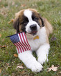 American St Bernard
