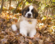 Fall Leaves puppy