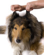 Collie with Ears