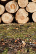 Holzstoß