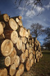 Geschlichtetes Holz