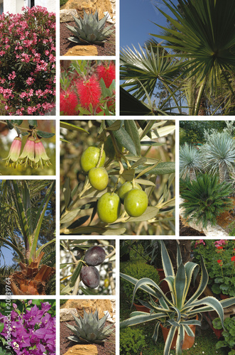 Photo : plantes méditerranéenne plantes méditerranéenne
