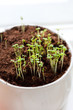 plant shoots.