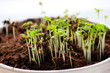 plant shoots.
