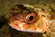 face of  fish in the mediterranean sea