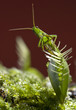 Grasshopper caught by Venus fly-trap Grasshopper caught by Venus fly-trap