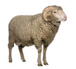 Arles Merino sheep, ram, 3 years old, standing Arles Merino sheep, ram, 3 years old, standing
