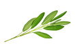 salvia