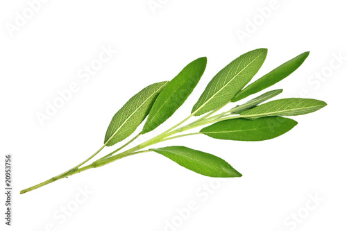 salvia