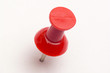 punaise rouge