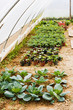 vegetable garden