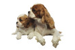 chiot et sa maman regardant dans la même direction