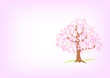 桜の便り