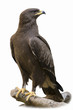 Schreiadler freigestellt