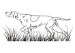drathaar-dog-mediapositiv