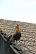 Rooster on rooftop