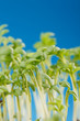 Fresh watercress salad