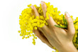 Mimosa tra le mani