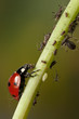 Ladybug eating aphid Ladybug eating aphid