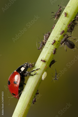Foto: Ladybug eating aphid Ladybug eating aphid