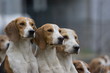 Beagle Hundemeute Beagle Hundemeute