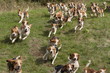 Beagle Hundemeute Beagle Hundemeute