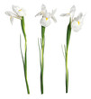 white iris white iris