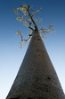 Photo: Baobab tree Baobab tree