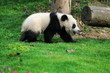 walk panda