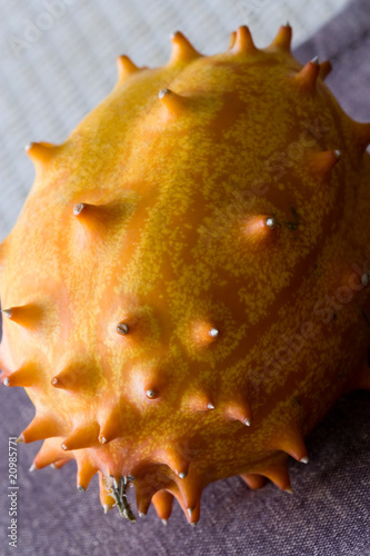 Photo: Horngurke Horngurke