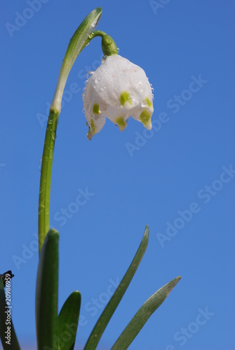 Foto: Märzbecher (Leucojum vernum ) Märzbecher (Leucojum vernum )