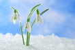 canvas print picture - Snowdrops