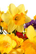 narcisi e fresie
